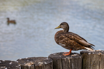 a wild duck sits on a wooden fence near a pond