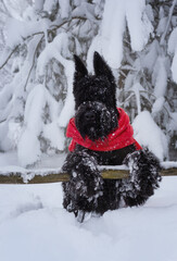 Outdoor portrait of  schnauzer with in winter. He is sitting on a a snowy path wearing red scarf.