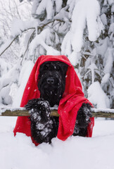 Outdoor portrait of  schnauzer with in winter. He is sitting on a a snowy path wearing red scarf.