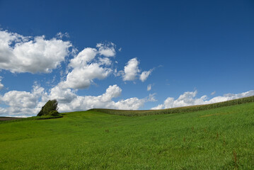 夏の北海道の草原とトウモロコシ畑と青い空に湧き上がる白い雲