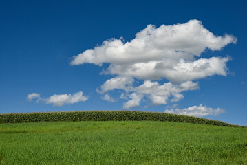 夏の北海道の草原とトウモロコシ畑と青い空に湧き上がる白い雲