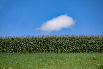Obraz premium 夏の北海道の草原とトウモロコシ畑と青い空に湧き上がる白い雲