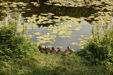 Little ducklings sit by the lake on a sunny day.