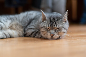 眠る猫　サバトラ猫