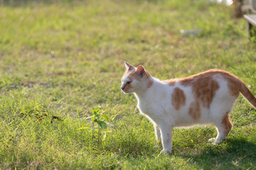 見つめる猫　茶白猫
