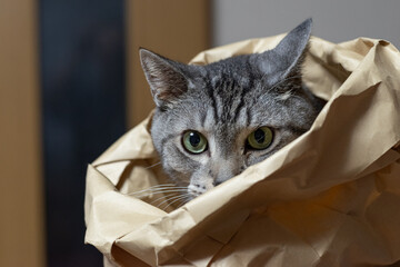 紙袋から顔を出す猫　サバトラ猫