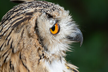 見つめるミミズク