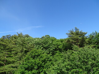 青空と森