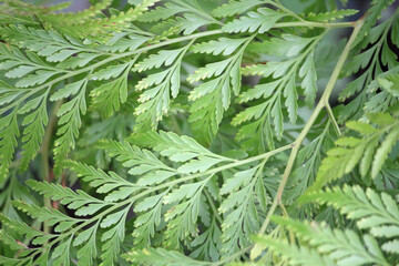 Close up textured background of green fern frond leaves