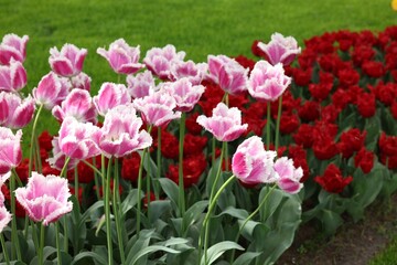 Many beautiful tulip flowers growing outdoors. Spring season
