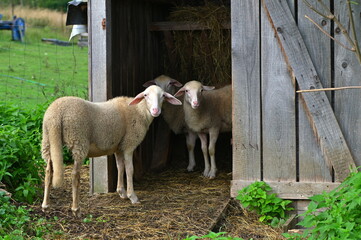 Obraz premium sheep and lambs