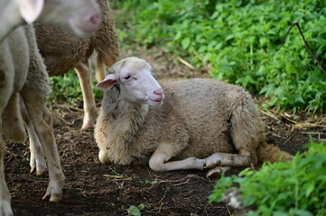 Obraz na płótnie Canvas sheep and lamb 
