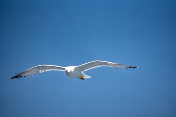 Obraz premium Seagull