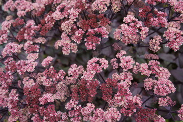 Primula juliae, Primulaceae family. Braunschweig, Germany.