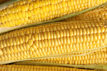 Tasty sweet corn cobs as background, top view