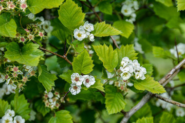 Common hawthorn, oneseed single-seeded Crataegus monogyna