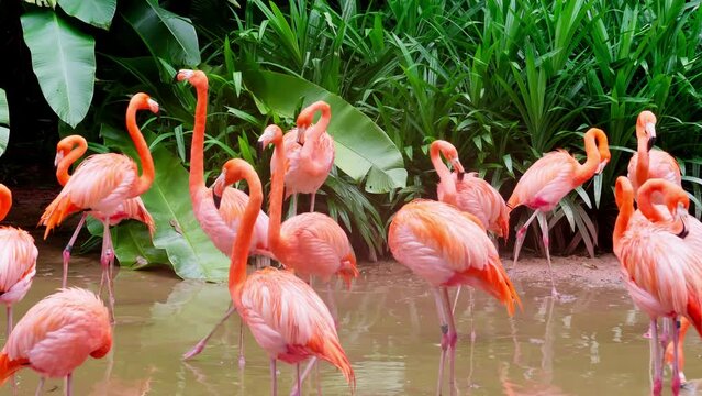 Large amount of flamingos in conservation pond inside large zoo