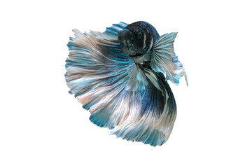 Blue and white betta fish, siamese fighting fish, isolated on white background.