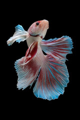 Pink betta fish, siamese fighting fish, isolated on black background.