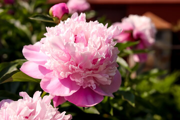 Wonderful pink peonies in garden on sunny day, closeup