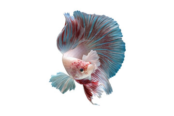 Pink betta fish, siamese fighting fish, isolated on white background.