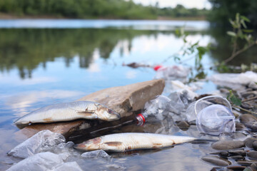 Dead fishes among trash in river. Environmental pollution concept