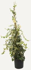 Fototapeta premium Big hedera plant in flowerpot on isolated white background, selective focus shot.