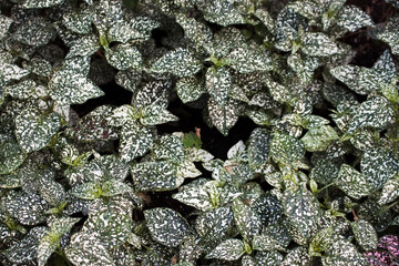 Hypoestes phyllostachya green leaves with white spots texture. Summer conceptual background. Selective focus.