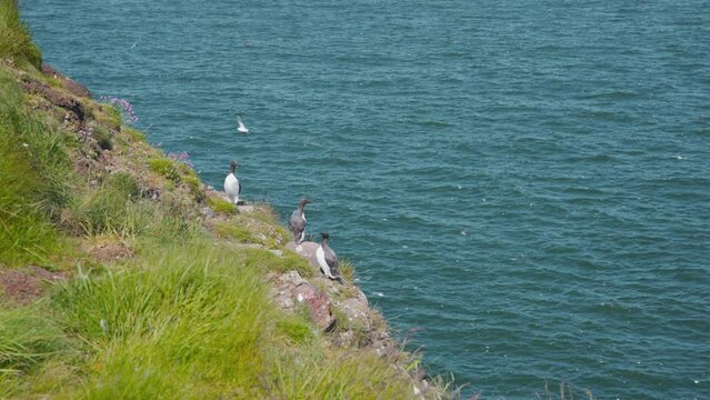 Guillemots on scottish Fowlsheugh cliffs, other seabirds flying around.
