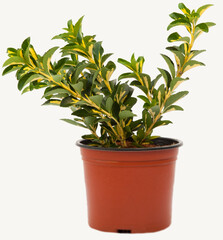 Euonymus variegata plant in tile-colored flowerpot on isolated white background, selective focus shot.