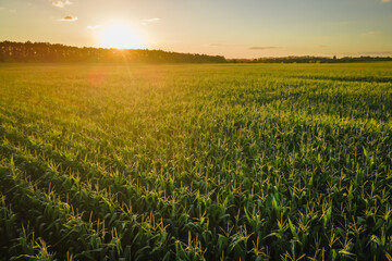 Corn field at sunset, beautiful colourful crop at sunset. Aerial view