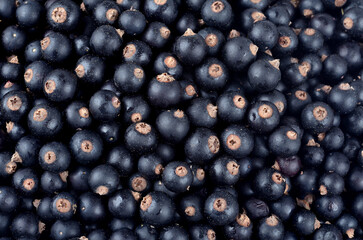 Ribes nigrum, fresh ripe blackcurrant, berries, close-up, as a background