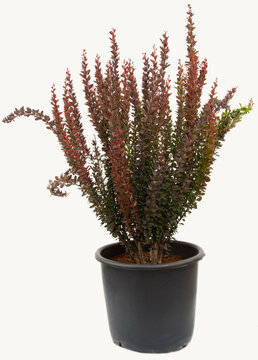 Berberis red rocet plant in flowerpot on isolated white background, selective focus shot.