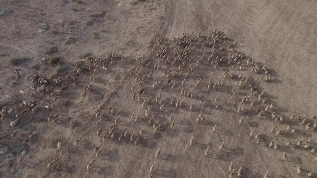 Aerial shot of a shepherd in an orange sunrise with his sheep, in a dry desert area without grass #5 top down rotation(D-LOG)