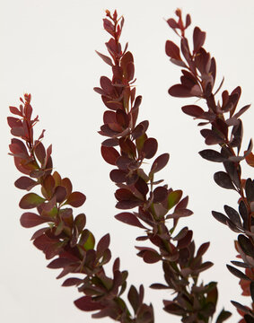 Berberis red rocet plant on isolated white background, selective focus shot.