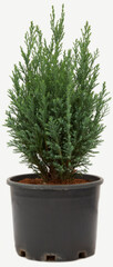 Blue conifer albudi plant in flowerpot on isolated white background, selective focus shot.