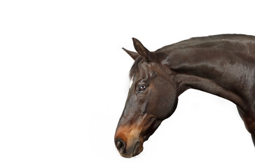portrait of a horse isolated on white 
