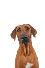 Obraz premium Rhodesian ridgeback isolated 