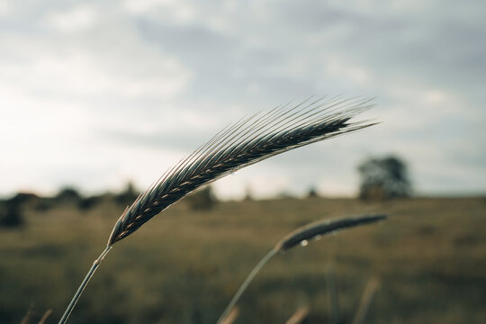 Wheat spikelet on fiel, wheat agriculture harvesting agribusiness concept.
