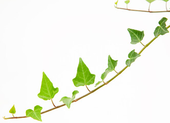 Hedera helix plant on isolated white background, selective focus shot.