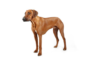 Rhodesian ridgeback isolated  