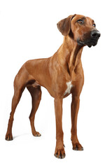 Obraz premium Rhodesian ridgeback isolated 
