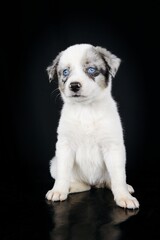 Fototapeta premium puppy australian shepherd isolated on black background 