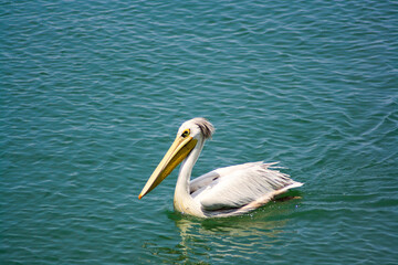pelican on the water