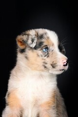 puppy australian shepherd isolated on black background 