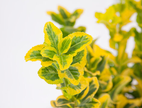 Euonymus gold taflan emerald gold plant on isolated white background, selective focus shot.