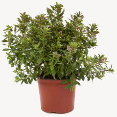 Green purple flowered plant in tile-colored flowerpot on isolated white background, selective focus shot.