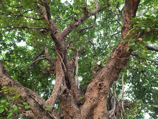 Giant banyan tree. Tree of Life, Amazing Banyan Tree. A banyan, also spelle banian is a fig that begins its life as an epiphyte a plant that grows on another plant. Banyan is a national tree of India.