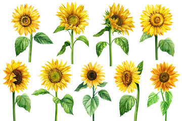 Watercolor sunflower flowers set, botanical painting, floral design