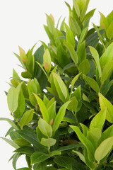 Leucothoe plant on isolated white background, selective focus shot.